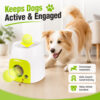 Owner-guided dog ball play and enrichment